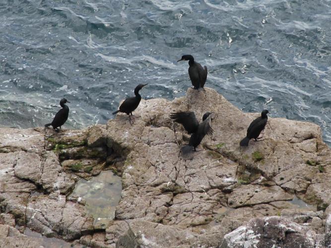 Phalacrocorax aristotelis © COLINDRE Laurent