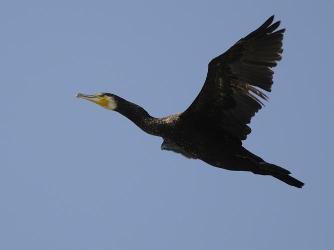 Phalacrocorax carbo © HERCENT Jean-Luc