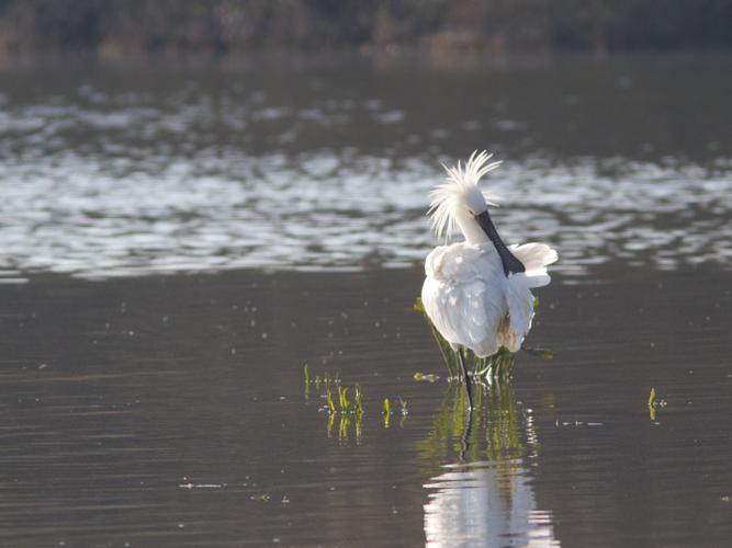 Platalea leucorodia © TONDELLIER Bruno