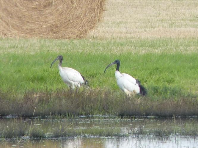 Threskiornis aethiopicus © PLATEAUX Odile