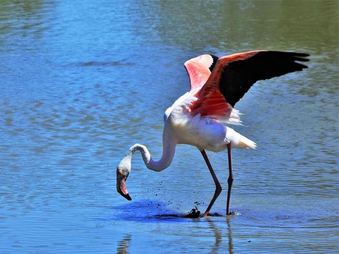 Phoenicopterus roseus © VATHELET Cyril