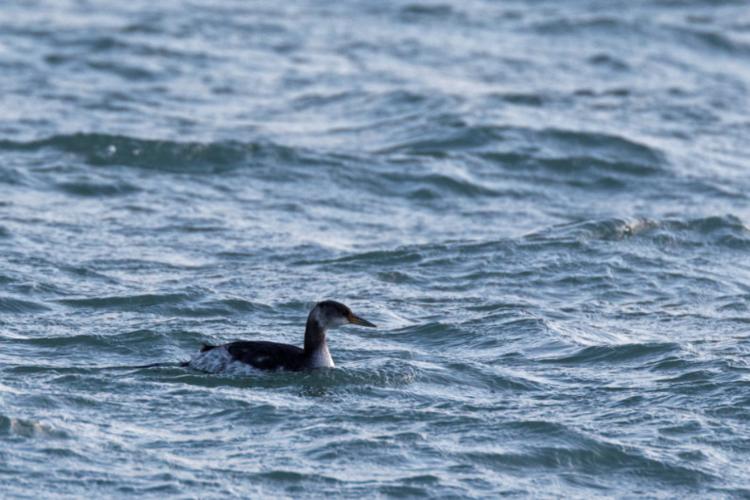 Podiceps grisegena © DANTEN Benoit