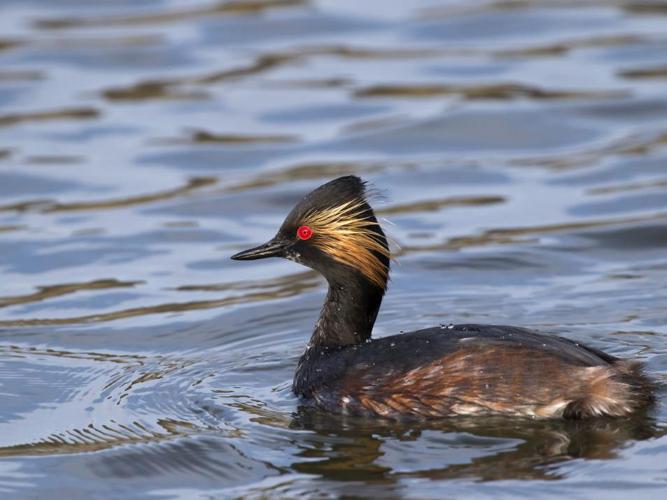 Podiceps nigricollis © CORDELIER Sylvain