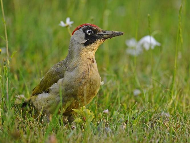 Picus viridis © STEINMETZ Marc