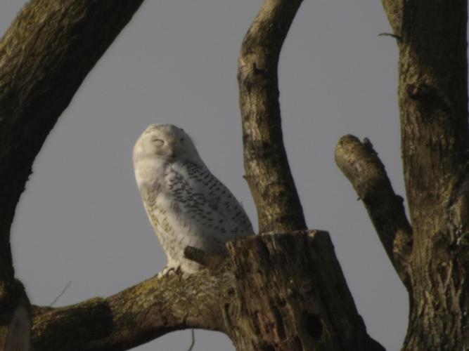 Bubo scandiaca © TOP Damien