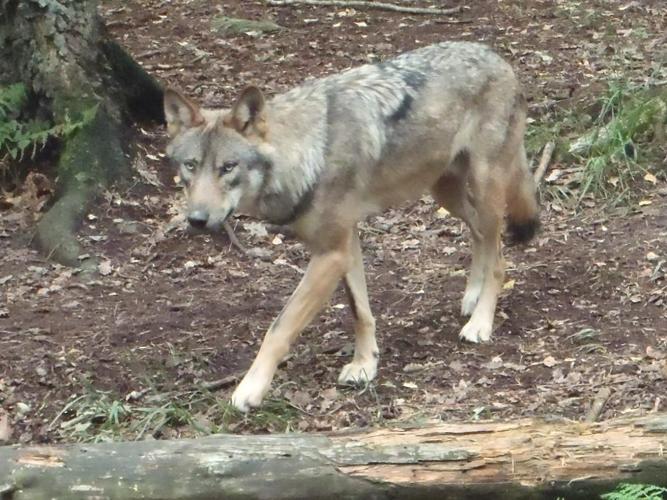 Canis lupus © HALLART Guénael