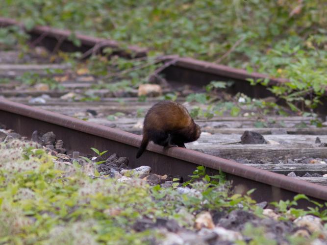 Mustela putorius © TONDELLIER Bruno