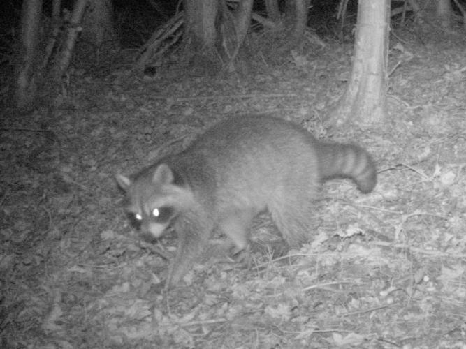 Procyon lotor © HALLART Guénael