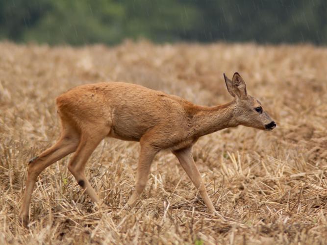 Cervus capreolus © BROUILLIARD Gregory