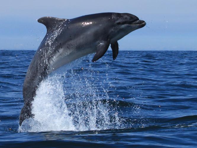 Tursiops truncatus © MESTRE Julie