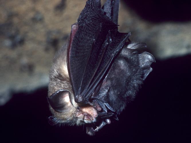 Rhinolophus hipposideros © SCHWAAB François