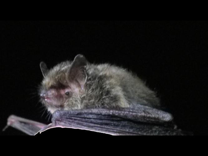 Myotis alcathoe © HALLART Guénael