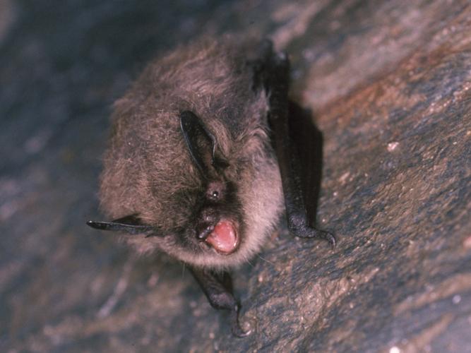 Myotis brandti © SCHWAAB François