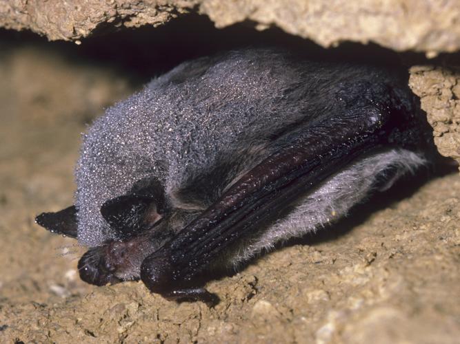 Myotis daubentoni © SCHWAAB François