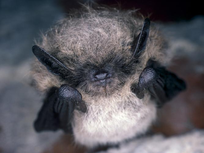 Myotis mystacinus © SCHWAAB François