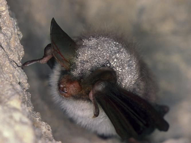 Myotis nattereri © SCHWAAB François