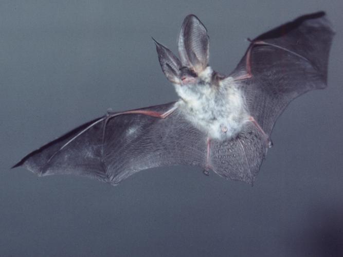 Plecotus austriacus © SCHWAAB François