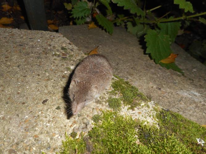 Sorex coronatus © HERMANT Thomas