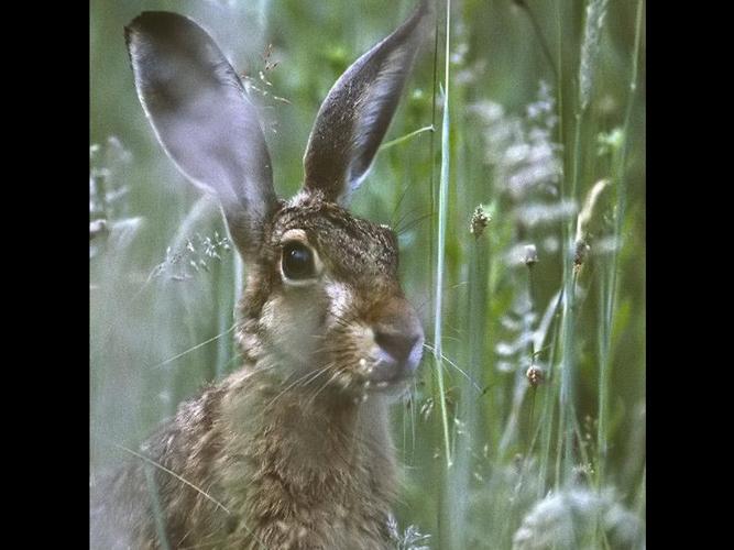 Lepus capensis © SENGEZ Pierre