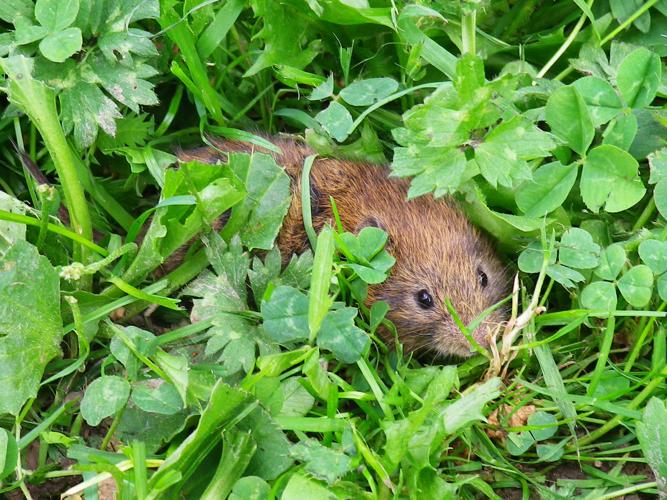 Microtus agrestis © HALLART Guénael