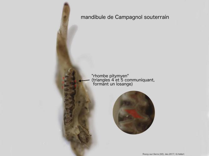 Microtus subterraneus © HALLART Guénael