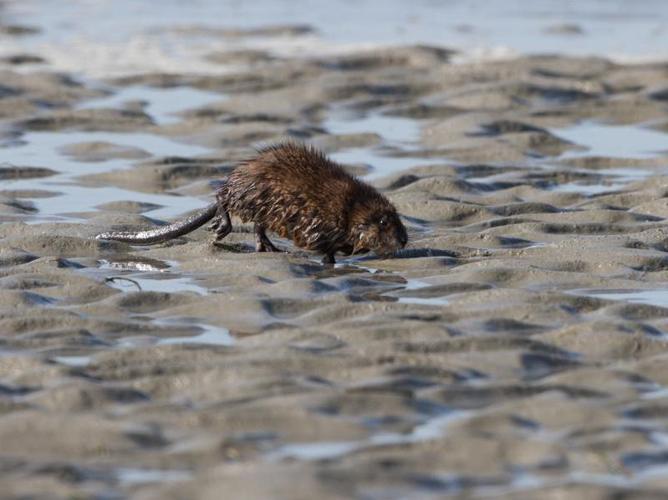 Ondatra zibethicus © TONDELLIER Bruno