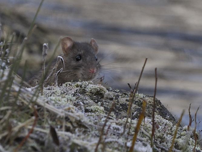 Rattus norvegicus © HERCENT Jean-Luc