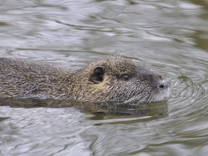 Myocastor coypus © HERCENT Jean-Luc