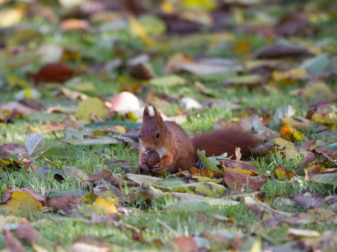 Sciurus vulgaris © TONDELLIER Bruno