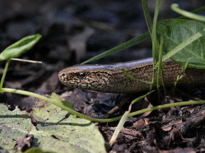 Anguis fragilis © TOP Damien