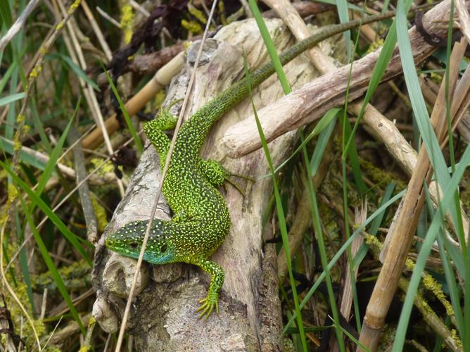 Lacerta viridis © MAILLIER Sébastien