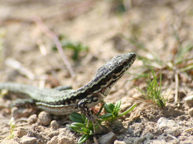 Podarcis muralis © TOP Damien