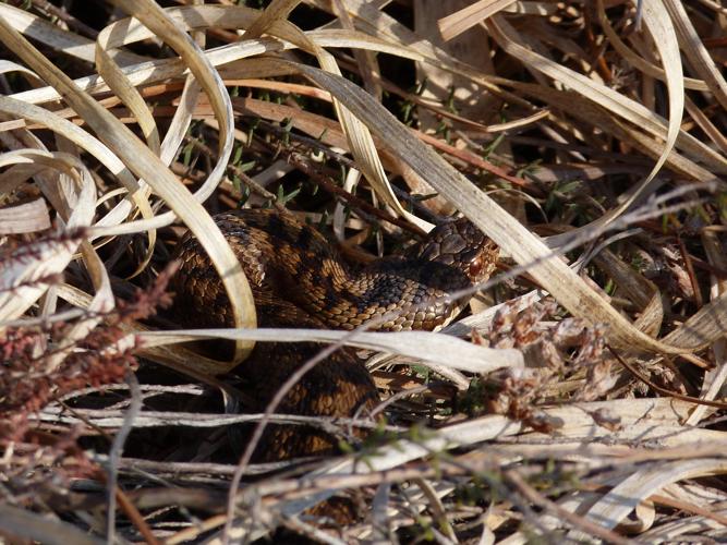 Vipera berus berus © HALLART Guénael