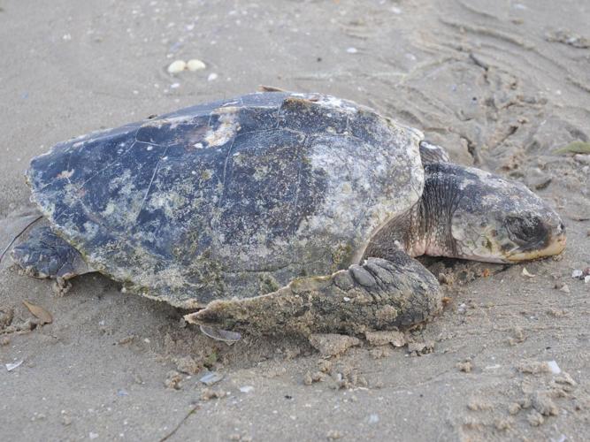 Lepidochelys kempii © DELCOURT Régis