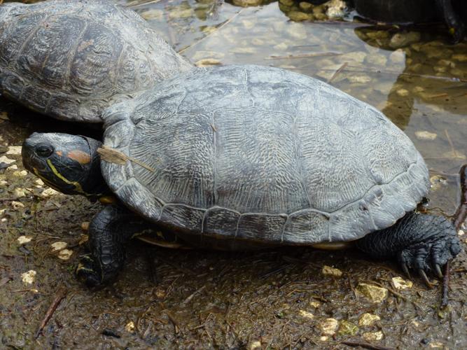 Trachemys scripta © MAILLIER Sébastien