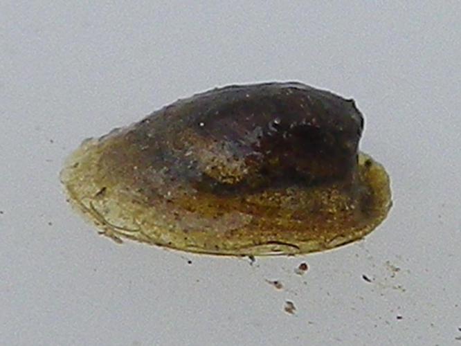 Ancylus fluviatilis © HALLART Guénael