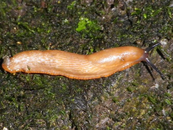 Arion lusitanicus © HALLART Guénael