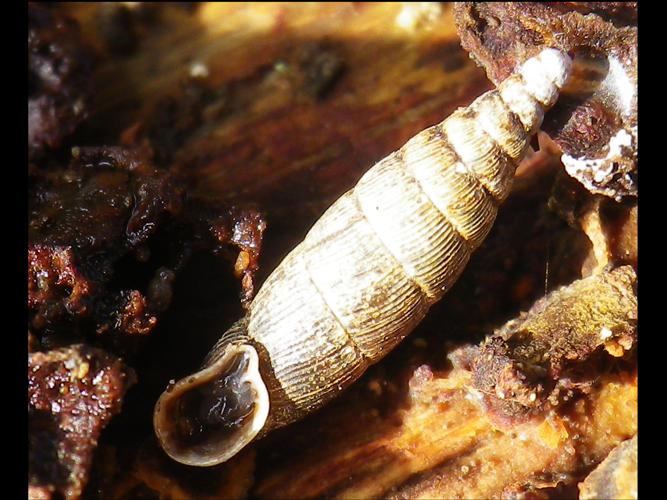 Macrogastra rolphii © HALLART Guénael