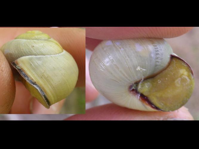 Cepaea nemoralis © HALLART Guénael