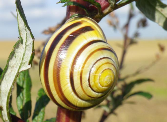 Cepaea nemoralis nemoralis © HALLART Guénael