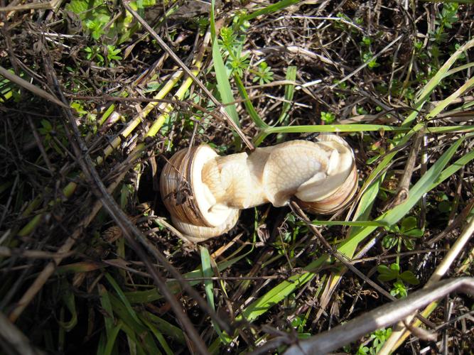 Helix pomatia © DUTOUR Lucie