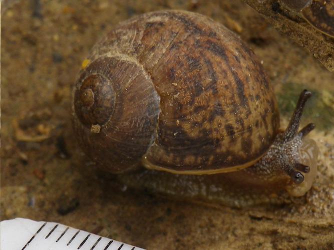 Cornu aspersum © HALLART Guénael