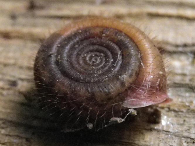 Helicodonta obvoluta © HALLART Guénael