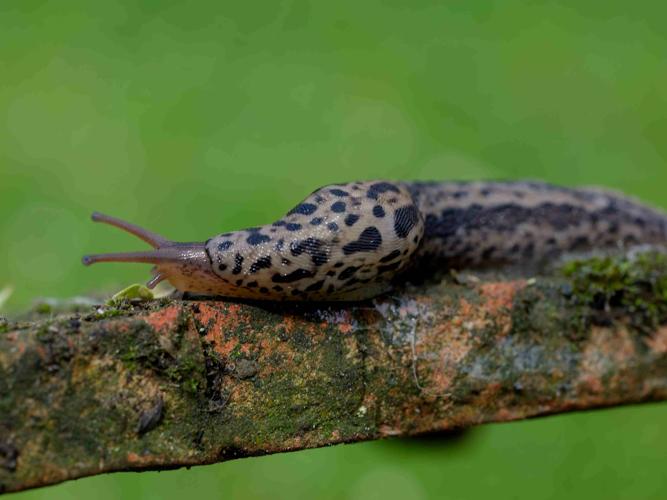 Limax maximus © MATHOT William