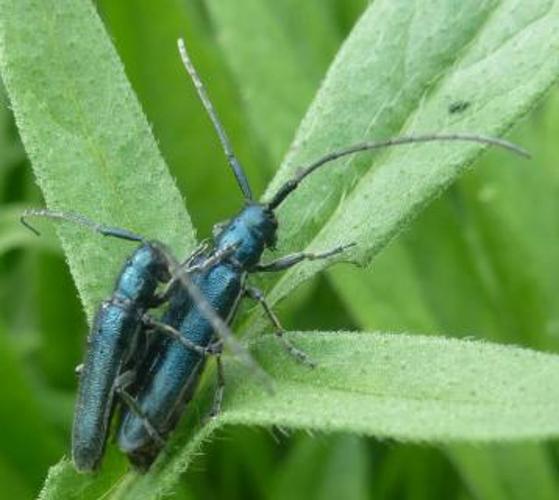 A. intermedia accouplement © Sébastien MAILLIER