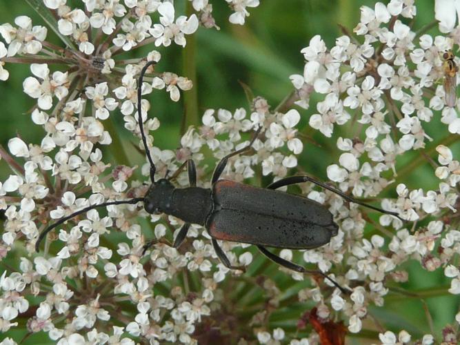 Anastrangalia dubia © Sébastien MAILLIER