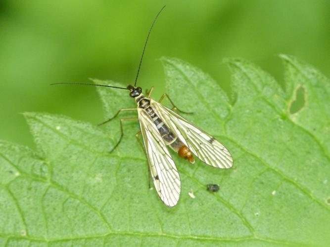 Aulops alpina mâle © BARBIER Simon