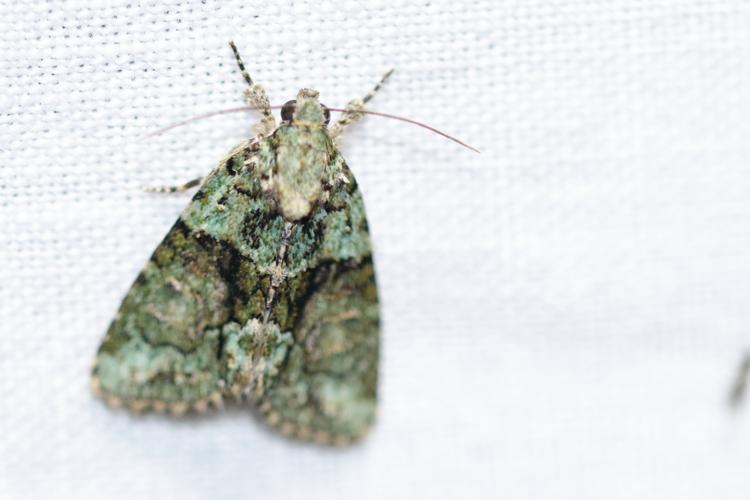 Cryphia algae © GAIGNON Lison