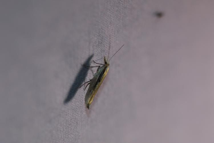 Ypsolopha nemorella © GAIGNON Lison