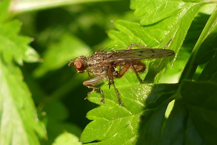 Scathophaga furcata © BUCAILLE Denis